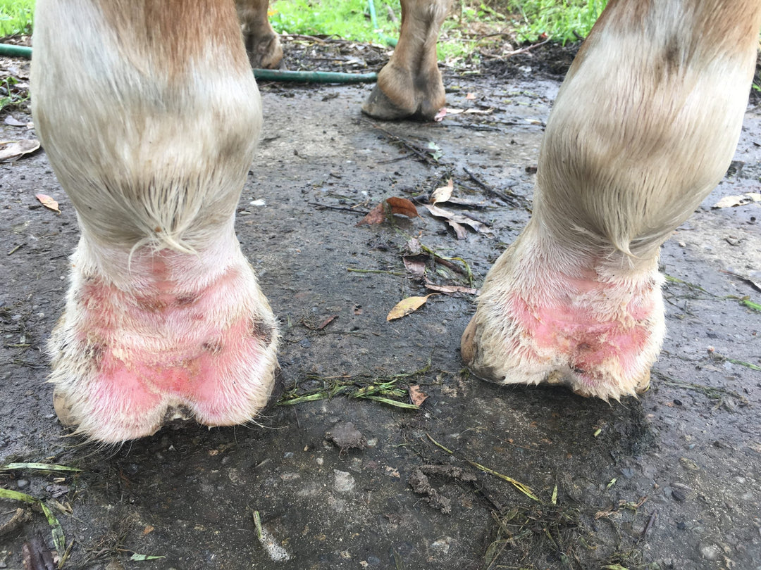 Greasy Heal Treatment for Horses