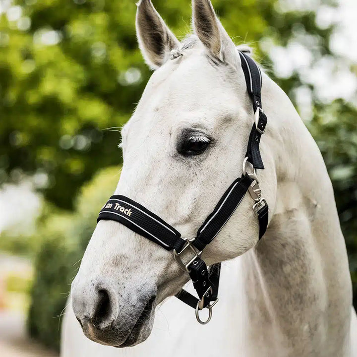 Werano Horse Halter Headstall