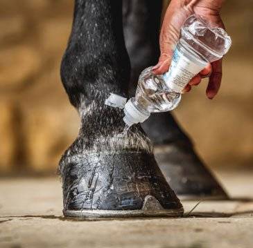 Close-up of water being poured over a horse's hoof, demonstrating the protective barrier created by CDM Cornucrescine Daily Hoof Barrier.