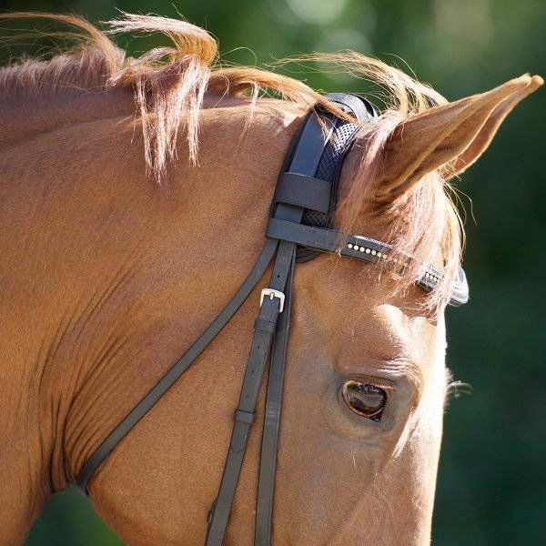 Close-up of a horse wearing a therapeutic poll cover on its bridle, designed to reduce stress and enhance comfort.