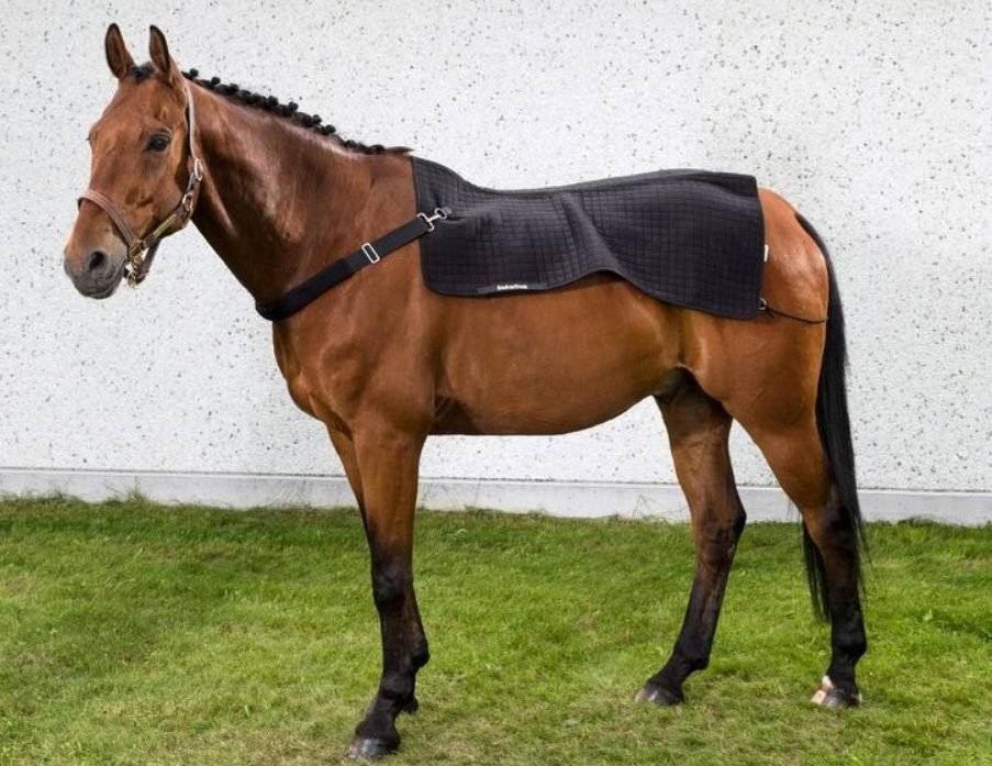 Horse wearing the Back On Track Royal Equine Therapeutic Back Warmer Pad, showcasing its fit and functionality for equestrian back care.
