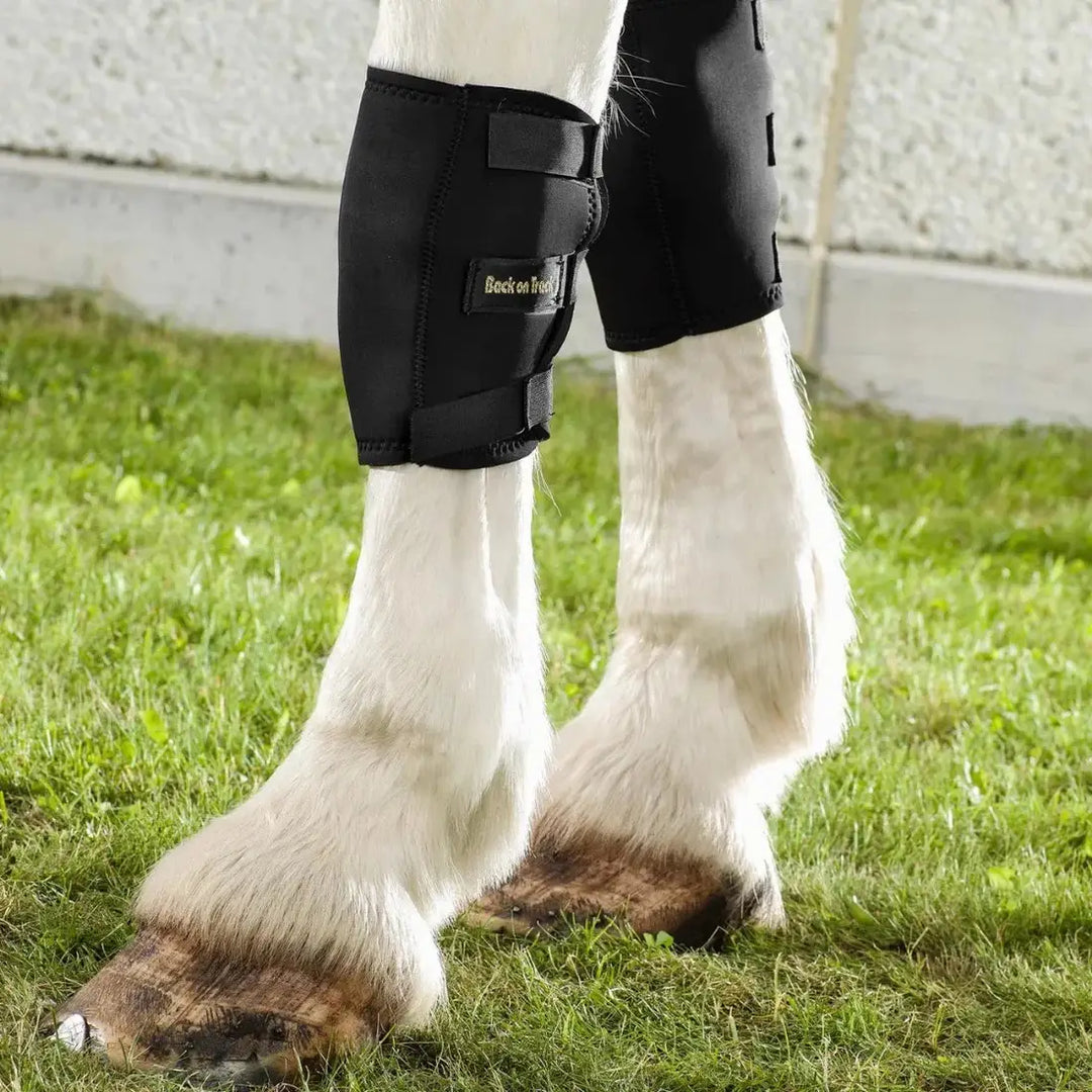 Therapeutic horse knee boots by Back On Track Australia on a white horse, designed for injury recovery and improved blood circulation.