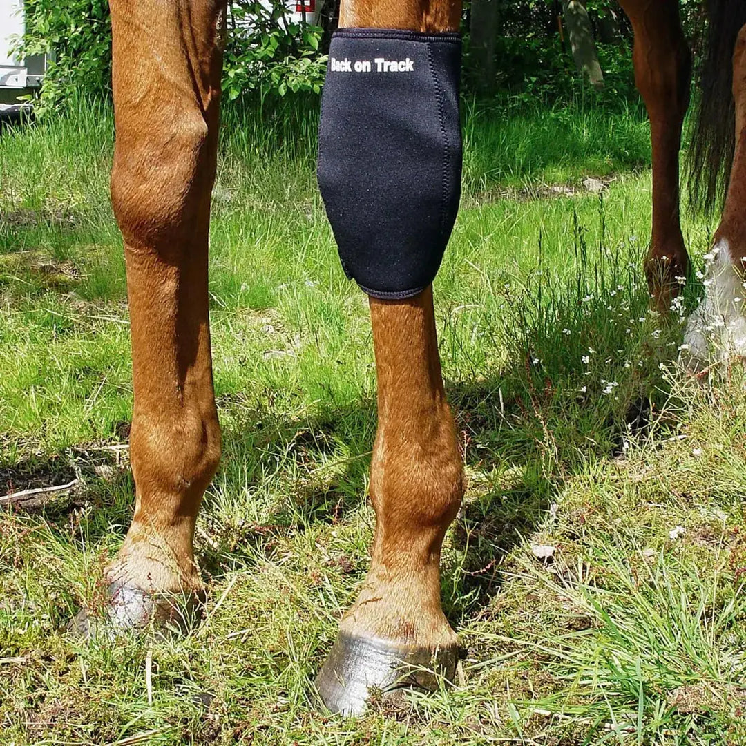 Black therapeutic horse knee boot by Back On Track Australia on a horse in a grassy outdoor setting, offering knee support and therapy.