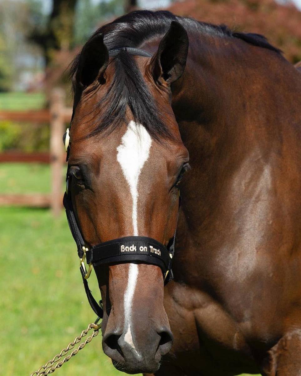 Close-up of a brown horse wearing the Werano Therapeutic Horse Halter by Back On Track Australia in black, featuring Welltex® technology.
