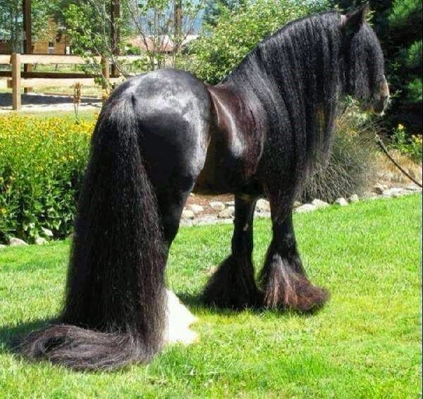 Best Mane and Tail Brush for Horses: A Guide to Grooming Perfection