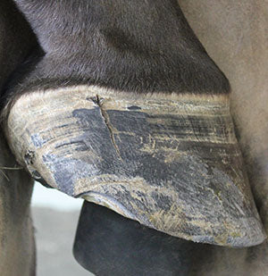 Understanding and Treating a Quarter Crack on a Horse Hoof