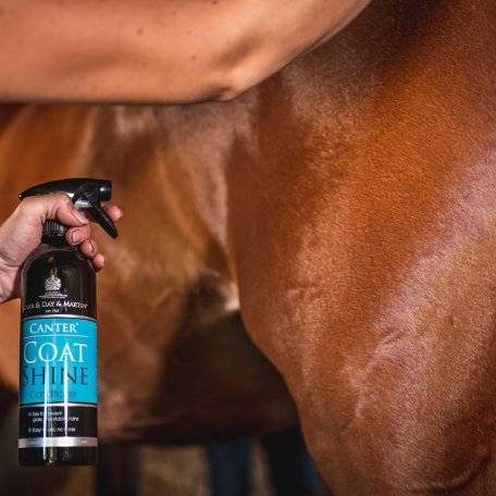 Close-up of Canter Coat Shine being applied to a horse's coat, highlighting its conditioning and shine-enhancing properties.