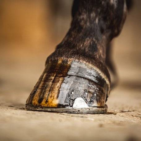 Close-up of a horse's hoof after applying CDM Cornucrescine Tea Tree Hoof Oil, highlighting the glossy and well-maintained finish.