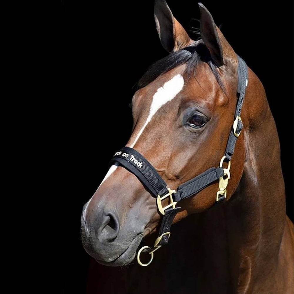 Brown horse wearing the Werano Therapeutic Horse Halter by Back On Track Australia in black, designed for comfort and muscle relaxation.